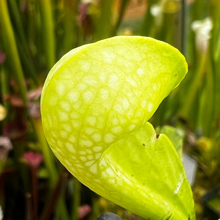 Sarracenia Psittacina Var. Okefenokeensis F. Luteoviridis (Sandy Creek Road Bay County Florida)