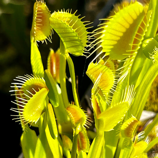 Dionaea Muscipula Spider