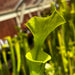 Sarracenia Flava Var. Maxima - Yellow Pitcher (Sussex County Virginia) Mk-F193