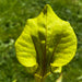 Sarracenia Flava Var. Ornata (Sandy Creek Road Bay County Florida)