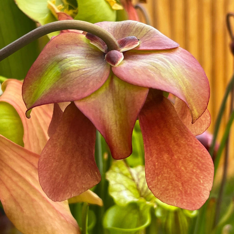 Sarracenia × moorei 'Elizabeth'