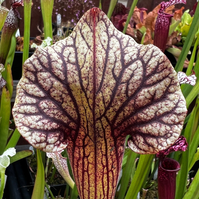 Sarracenia × Ahlesii Ann Mundy