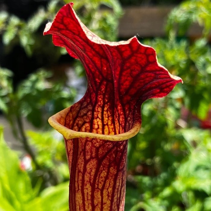 Sarracenia × Ahlesii Ann Mundy