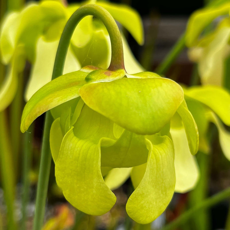 Sarracenia Alata Var. Rubrioperculata - Red Lid (De Soto National Forest Mississippi) Mk-A3