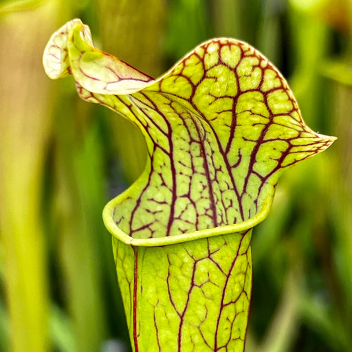 Sarracenia Welhams Wonder