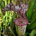 Sarracenia Leucophylla - L3C Yuri Sarzi