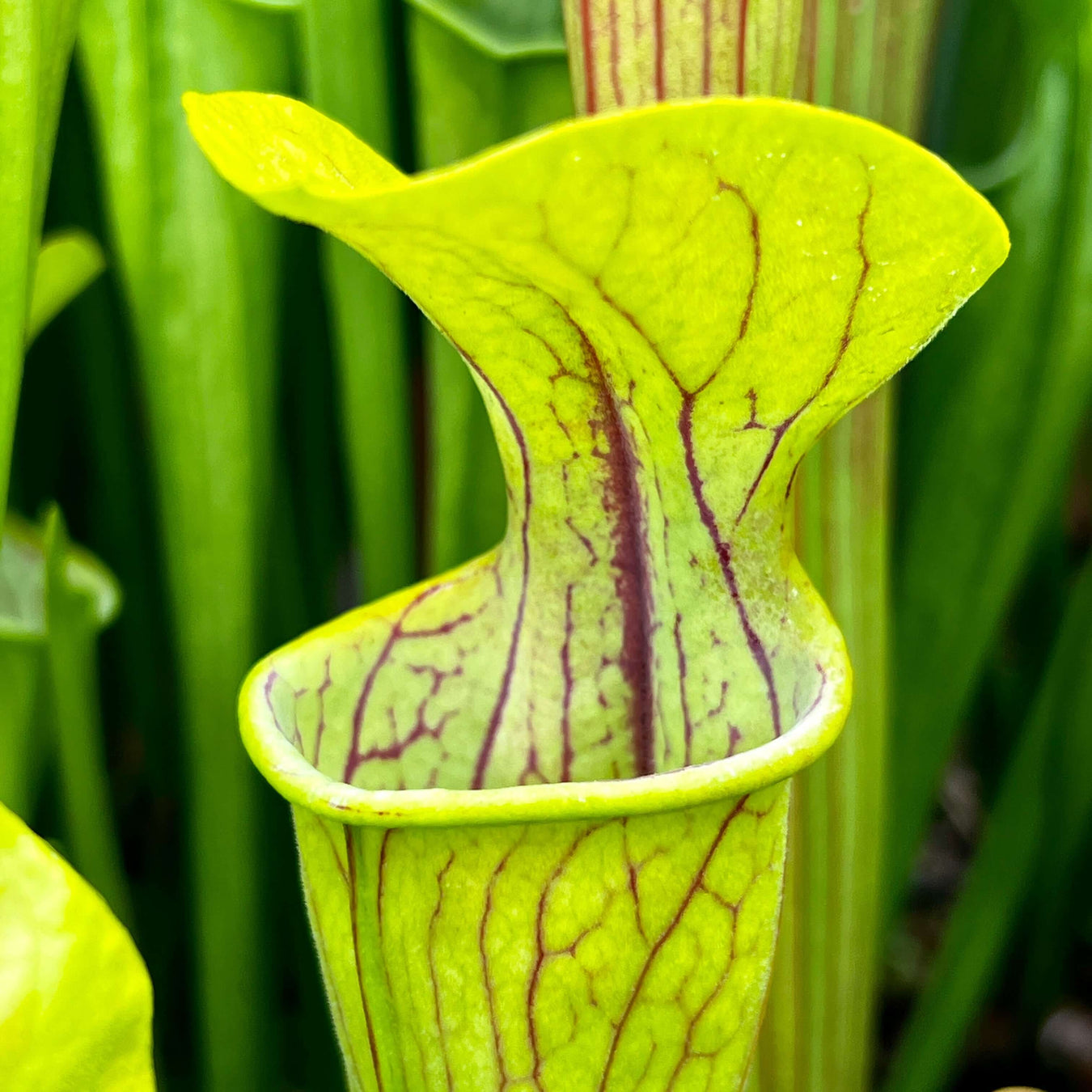 Sarracenia Oreophila Heavily Veined (Dekalb County Alabama) Mk-O5