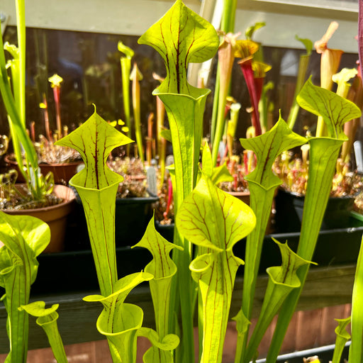 Sarracenia Flava Var. Ornata (Dinwiddie County Virginia)