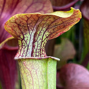 Sarracenia Alata Var. (Jackson County Florida)