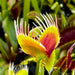 Dionaea Muscipula G14 Dirk Venthams Giant