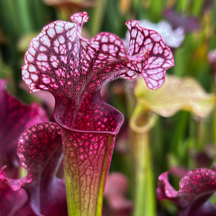 Sarracenia Judith Hindle