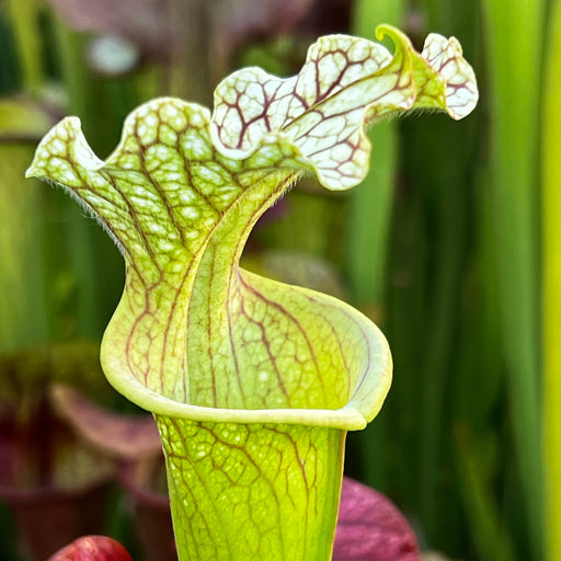 Sarracenia Leelous