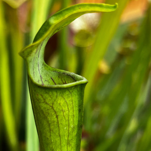 Sarracenia Alata Var. - Ex. Hampshire Carnivorous Plants