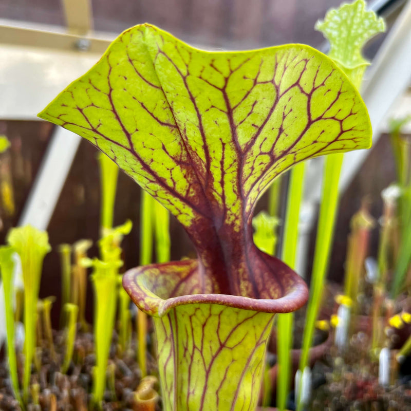 Sarracenia Flava Var. Ornata - Maroon Throat (Apalachicola National Forest Florida) Mk-F88