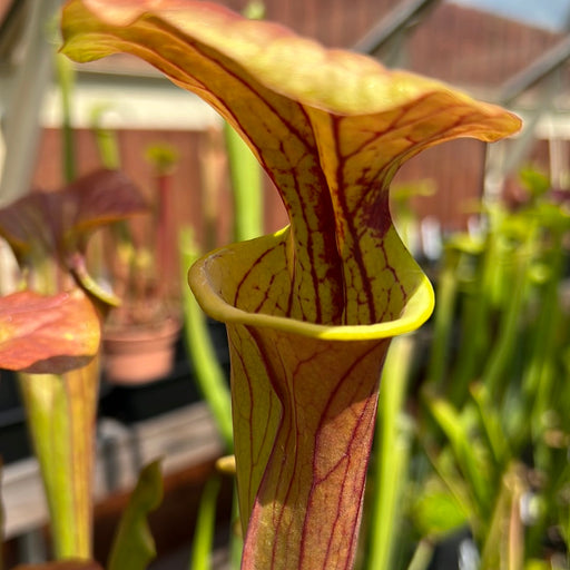 Sarracenia Flava Var. Cuprea (Miramar Beach Walton County Florida)