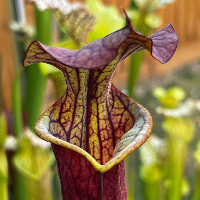 Sarracenia Black Knight