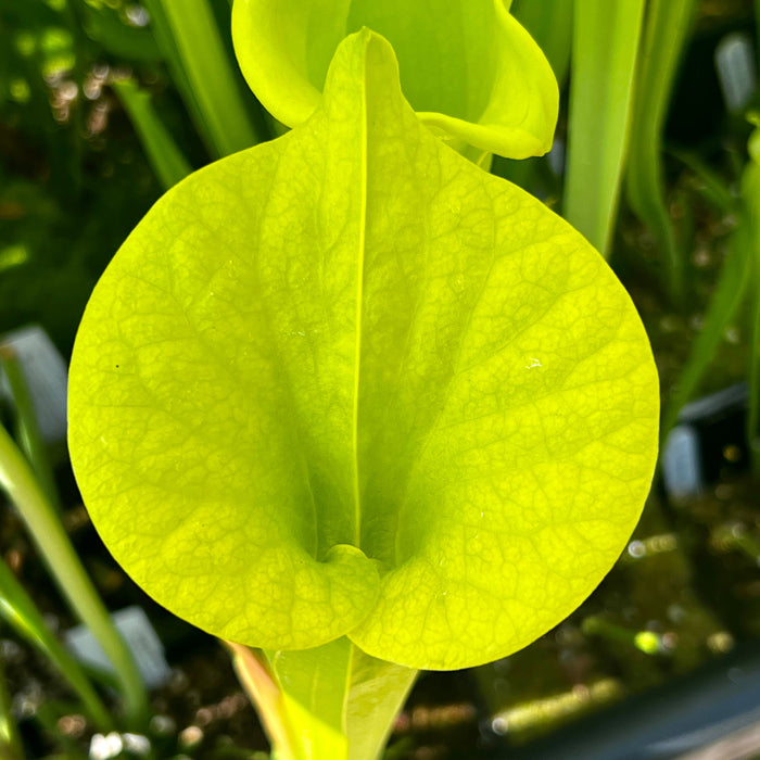 Sarracenia Flava F. Viridescens (Telogia Florida) Mk-F238