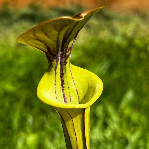 Sarracenia Flava Var. Ornata (Green Swamp North Carolina) Ms-F433