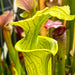 Sarracenia × Moorei Brooks Hybrid X Flava Var. Ornata