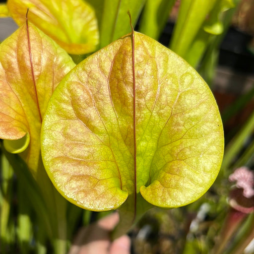 Sarracenia Flava Var. Cuprea (Pender County North Carolina) Mk-F173