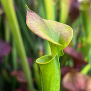 Sarracenia Flava Var. Cuprea (North Carolina)