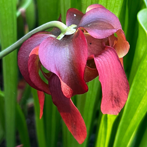 Sarracenia Tapestry