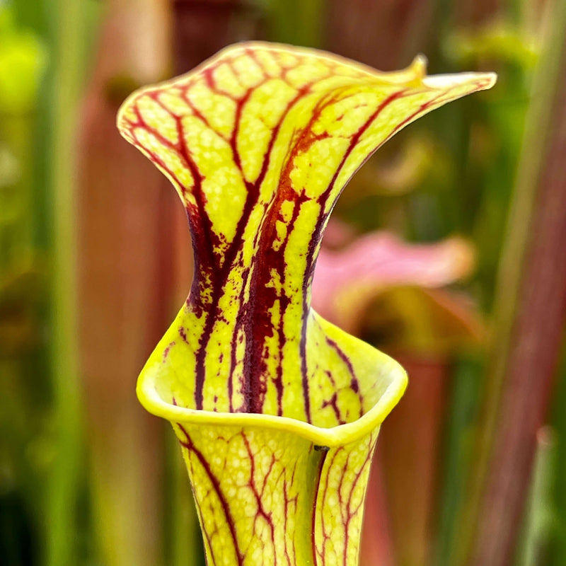 Sarracenia Jennys Choice