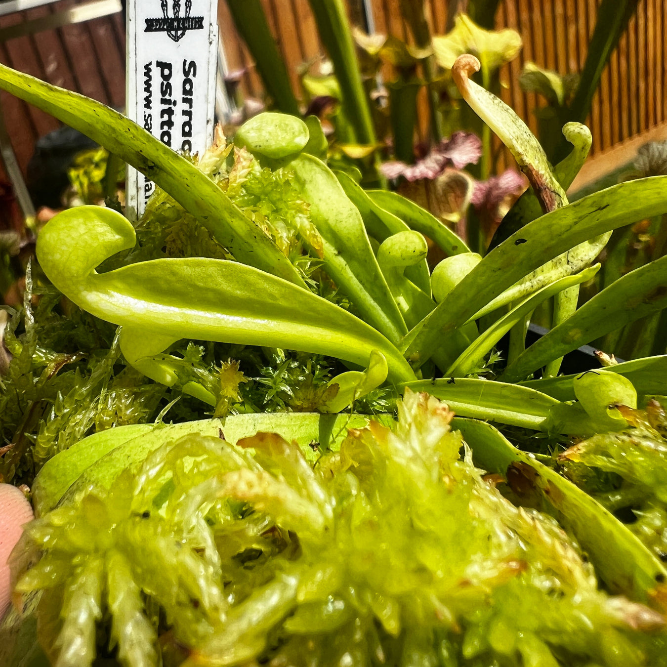 Sarracenia Psittacina Var. F. Viridescens - Green Rosette Mk-Ps18