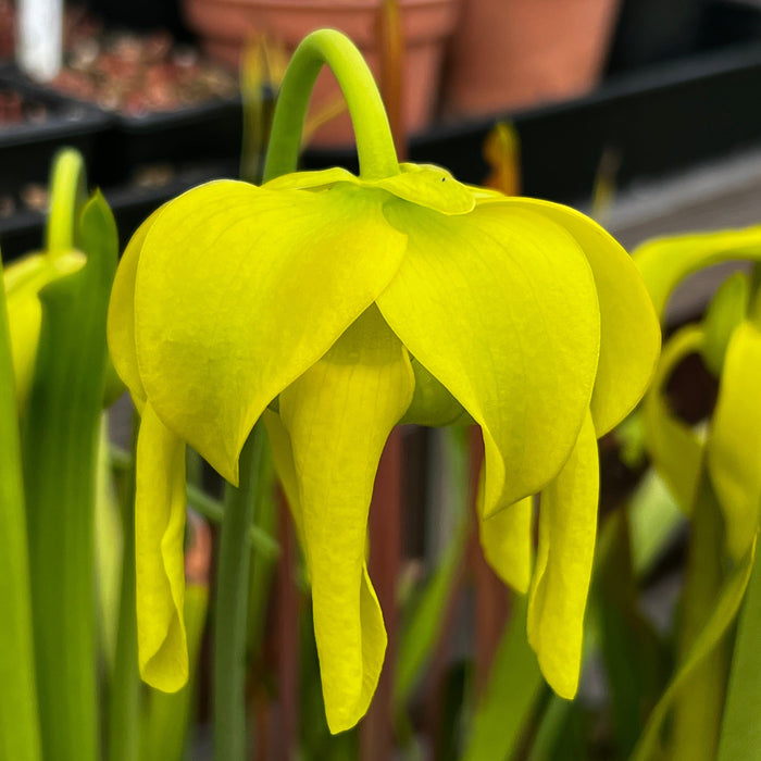 Sarracenia Flava Maxima