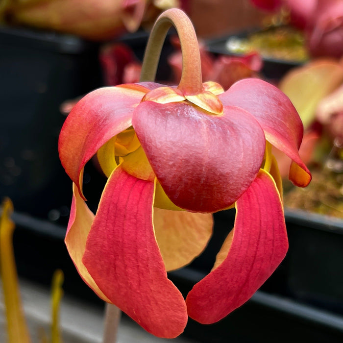 Sarracenia Tygo