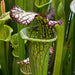 Sarracenia Lynda Butt