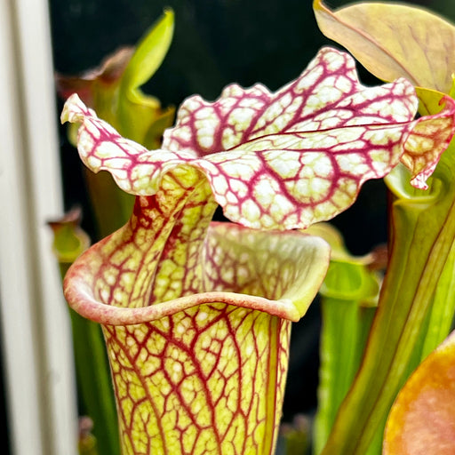 Sarracenia Barry Soper