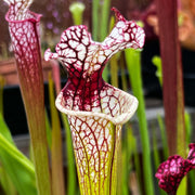 Sarracenia Leucophylla Red Stripe In Throat Mk-L111