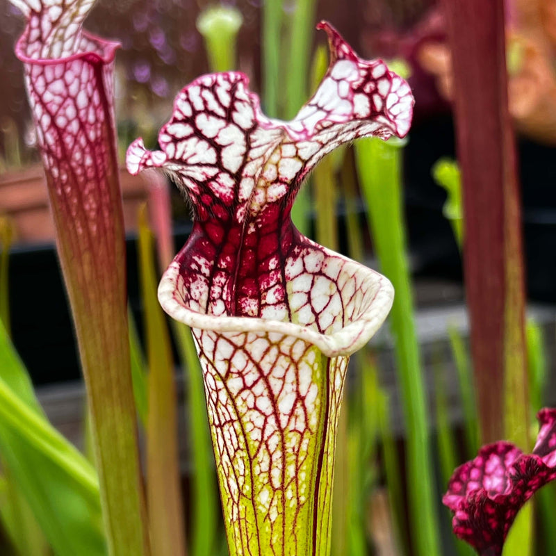 Sarracenia Leucophylla Red Stripe In Throat Mk-L111