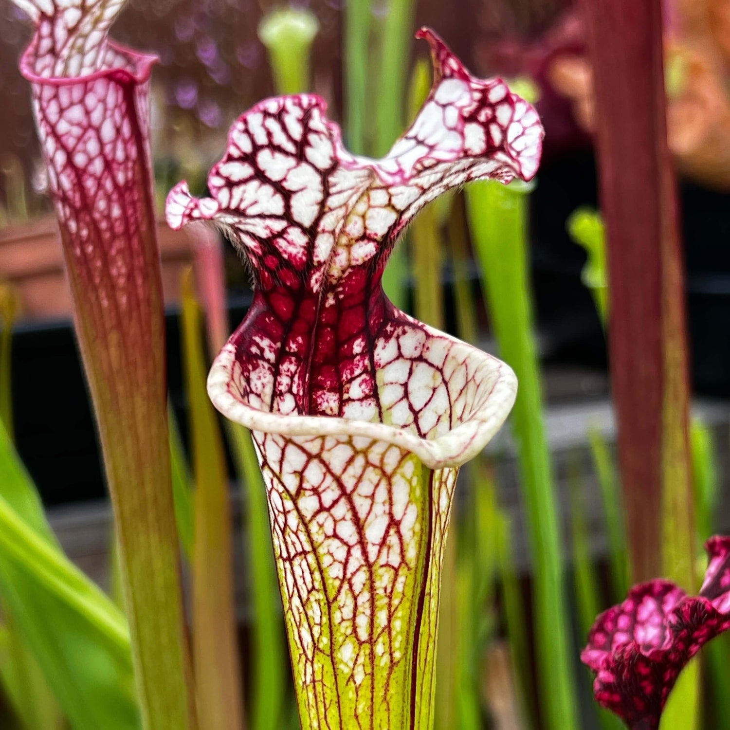 Sarracenia Leucophylla Red Stripe In Throat Mk-L111