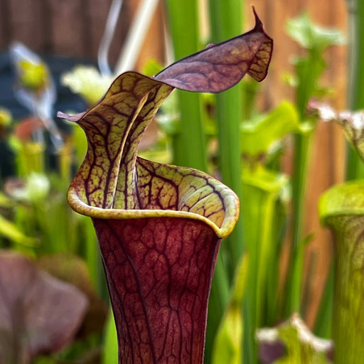 Sarracenia Black Knight