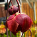 Sarracenia Max Rawlings