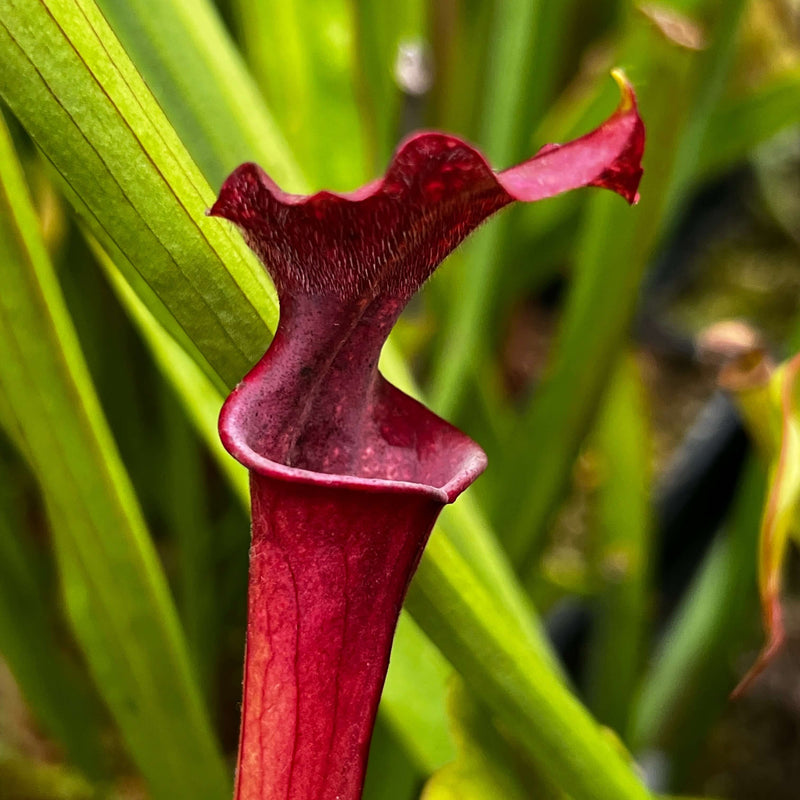 Sarracenia Saxapahaw