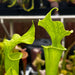 Sarracenia × Moorei - Ian Salter Mk-H135