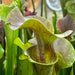 Sarracenia Joyce Cooper