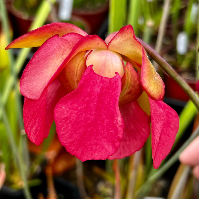 Sarracenia Pink Thing X Alata - Blacktube Pubescent (De Soto Mississippi)