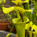 Sarracenia Flava Var.