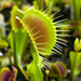 Dionaea Muscipula Paradisia