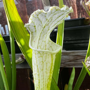 Sarracenia Leucophylla White Top (Baldwin County Alabama)