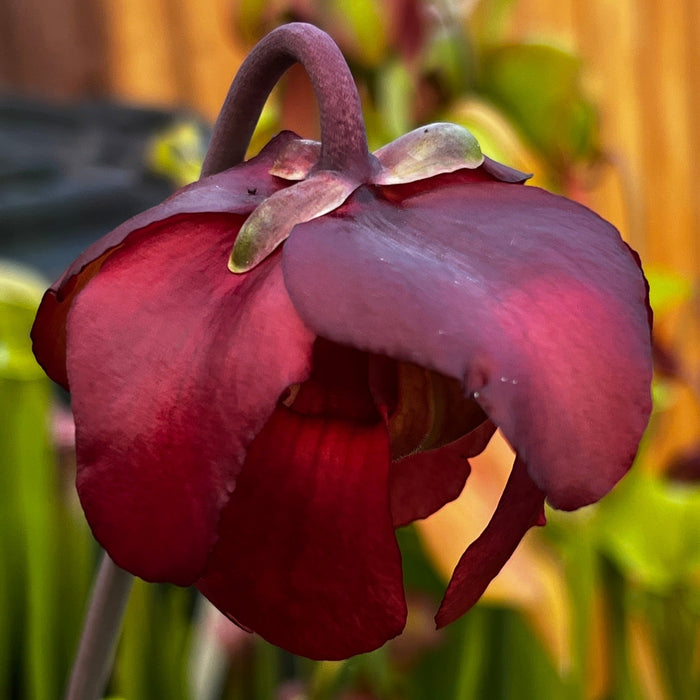 Sarracenia Taiappu