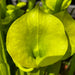 Sarracenia Flava Var. Maxima - Tall All Green Copper Tinged Reverse Veined