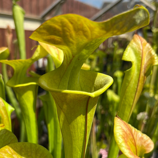 Sarracenia Flava Var. Cuprea (Pender County North Carolina) Mk-F173