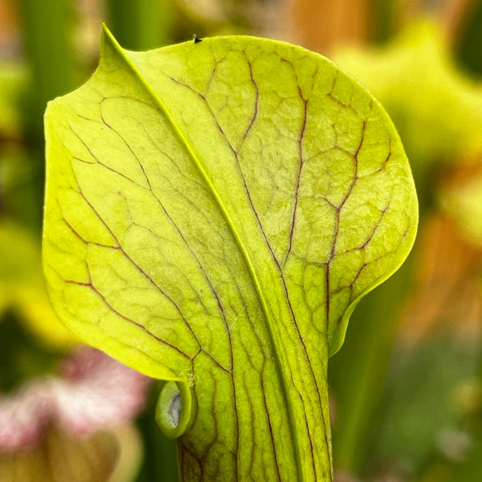 Sarracenia Alata Var. Rubrioperculata (Interstate 16/12 Desoto Stone County Mississippi)