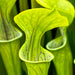 Sarracenia Oreophila Var. - Vigorous Mk-O10