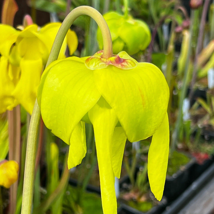 Sarracenia Flava Var. Cuprea Strained